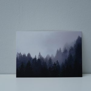 Bomen in de mist