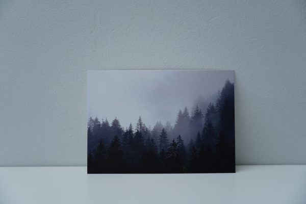 Bomen in de mist