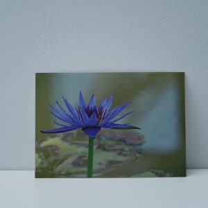 Lotus (2)