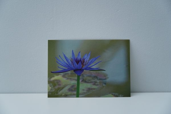 Lotus (2)