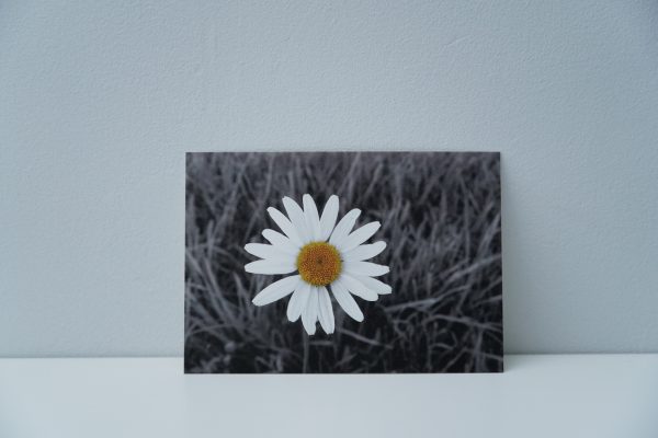 Margriet