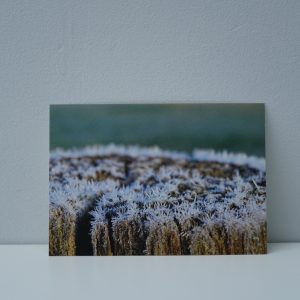 Rijp op een paaltje