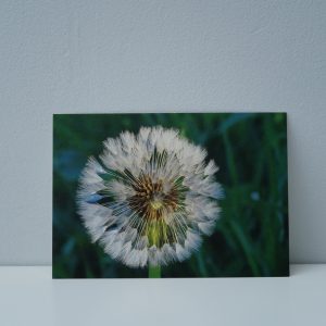 Blaasbloem