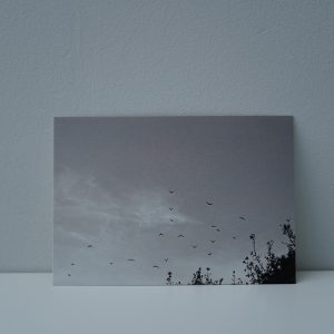 Vogels in de lucht - zwartwit