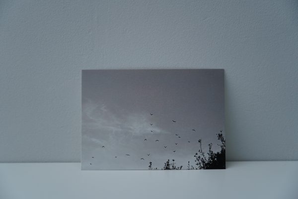Vogels in de lucht - zwartwit