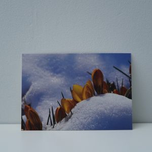 Krokussen in de sneeuw