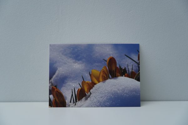 Krokussen in de sneeuw