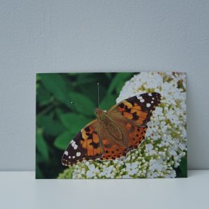 Vlinder (1)