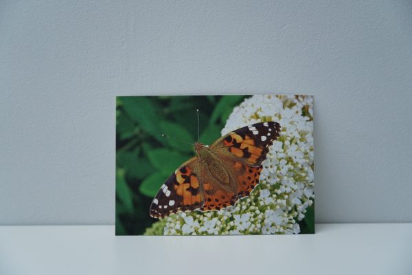 Vlinder (1)