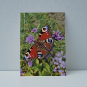 Vlinder (2)