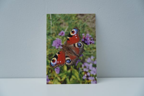 Vlinder (2)