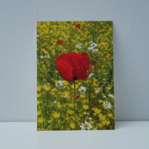 Klaproos (1)