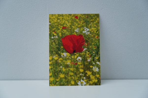 Klaproos (1)