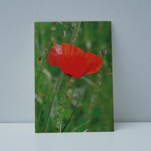 Klaproos (2)