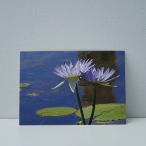 Lotus (1)