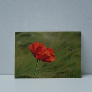 Klaproos (3)