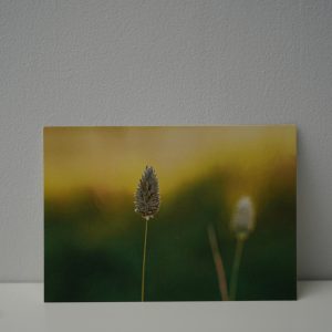 Kanariegras (1)