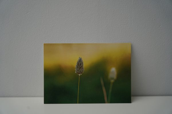 Kanariegras (1)