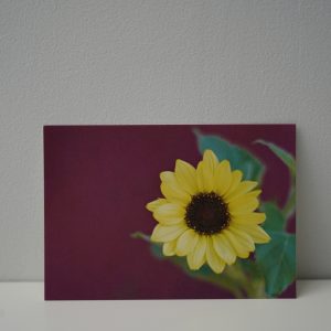 Zonnebloem klein