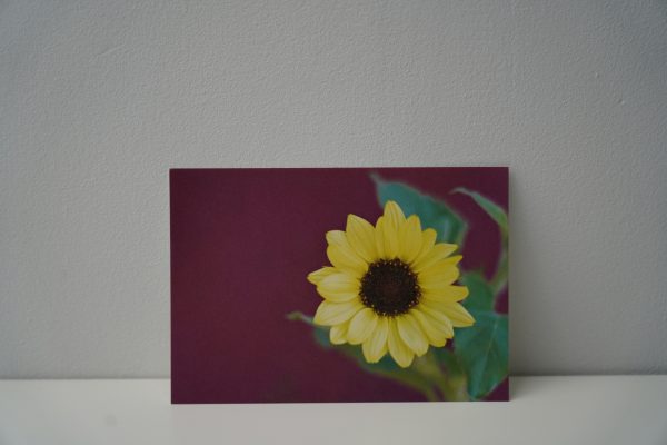 Zonnebloem klein