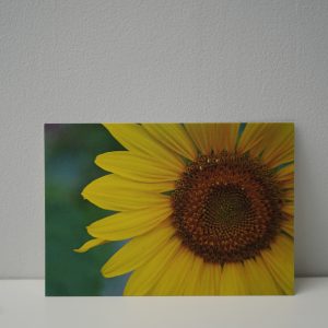 Zonnebloem groot