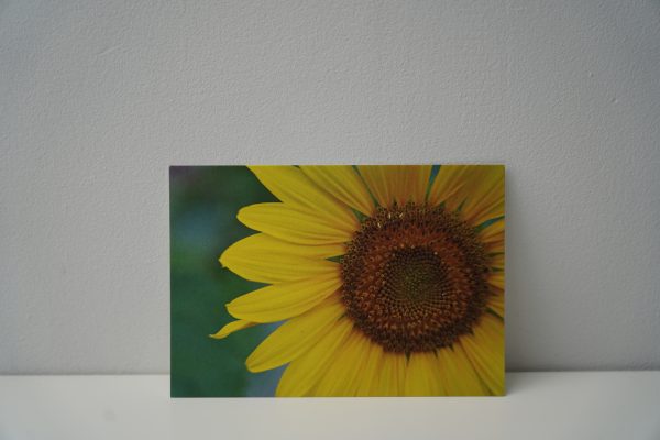 Zonnebloem groot
