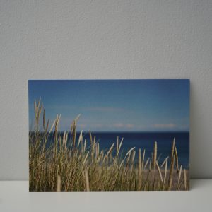 Duingras Denemarken
