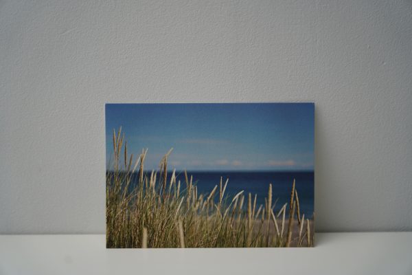 Duingras Denemarken