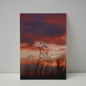 Gras zonsondergang (1)