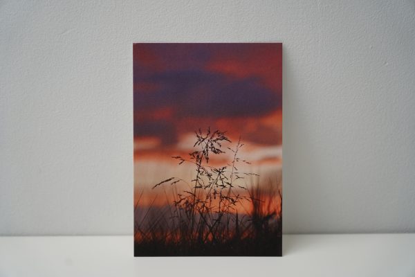 Gras zonsondergang (1)