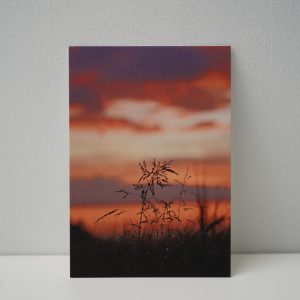 Gras zonsondergang (2)