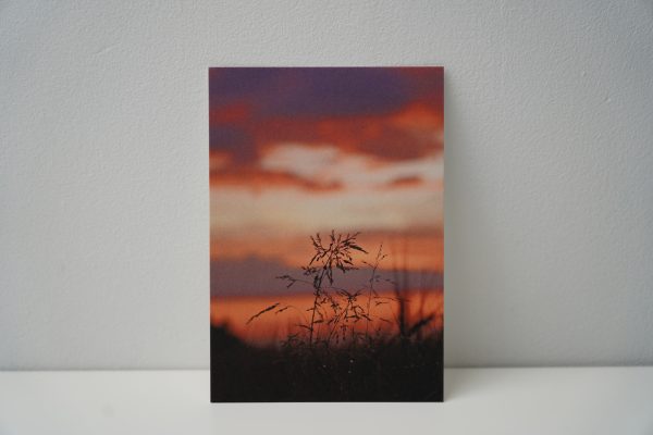 Gras zonsondergang (2)