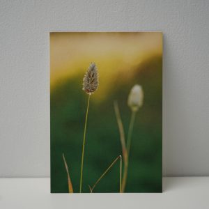 Kanariegras (2)