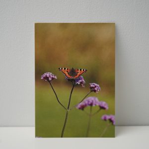 Vlinder (3)