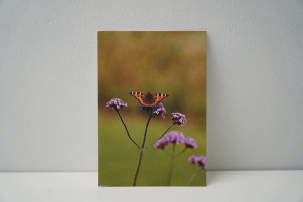 Vlinder (3)